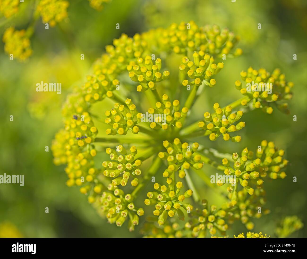 Canary sea fennel astydamia latifolia hires stock photography and