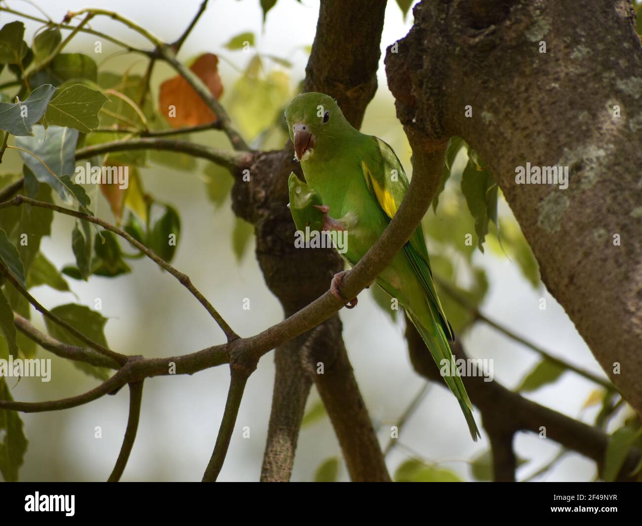 Yellow-chevroned parakeet (brotogeris chiriri), feeding on a kurrajong tree (Brachychiton populneus) in Buenos Aires city Stock Photo