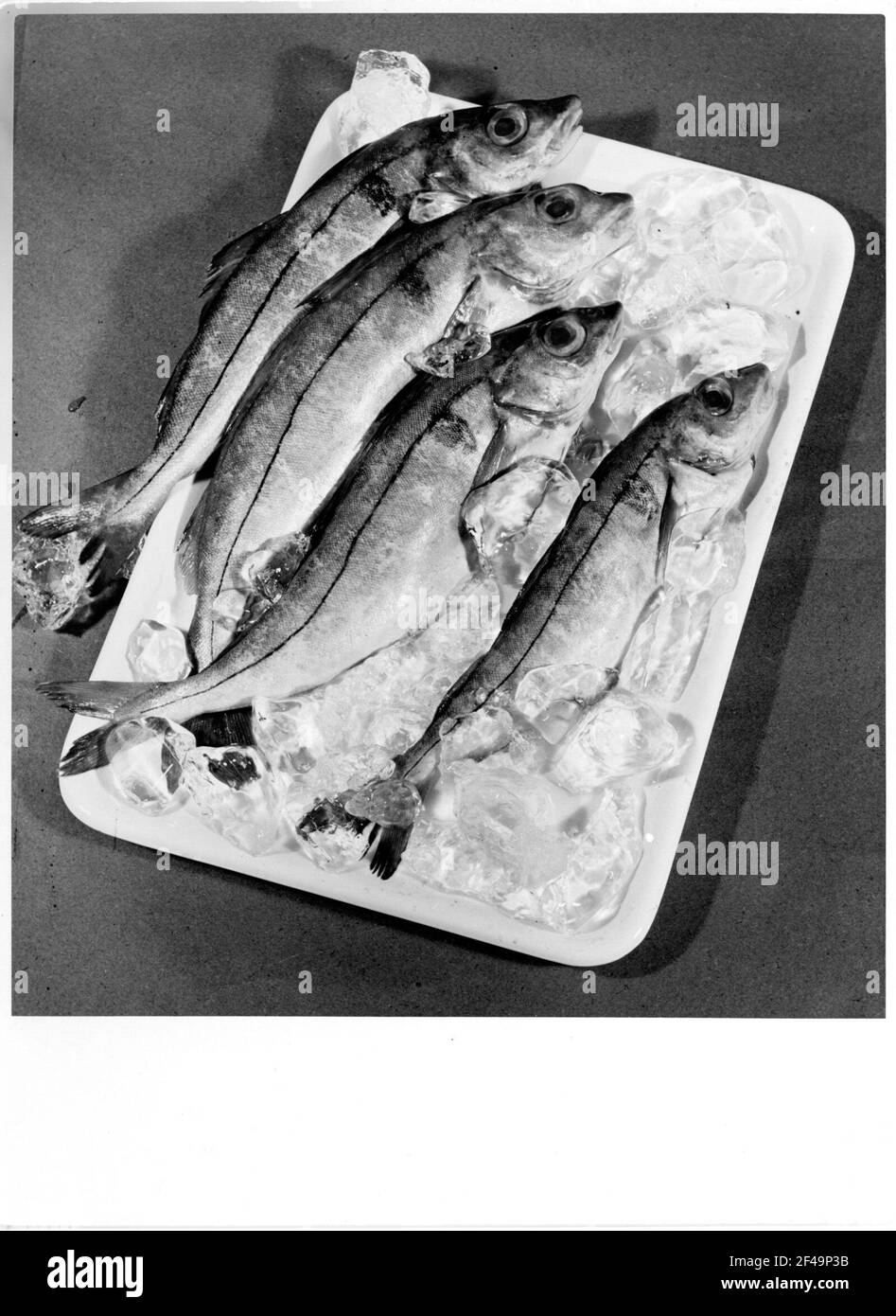 Fish On A Serving Plate Stock Photo Alamy fish-on-a-serving-plate-stock-photo-alamy