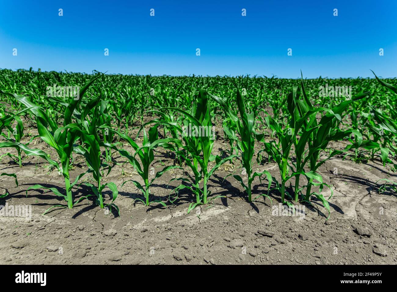 Green field of young corn with clean rows Stock Photo