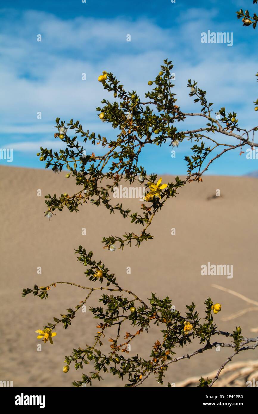 Death valley spring beautiful hi-res stock photography and images - Alamy