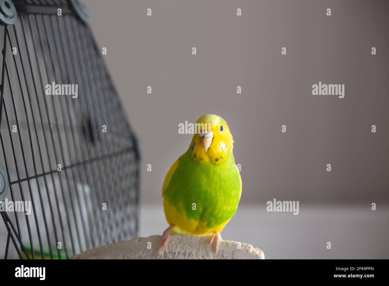 Portrait of a green and yellow budgerigar parakeet sitting on a cuttle fish bone on the side of her cage lit by window light. Stock Photo