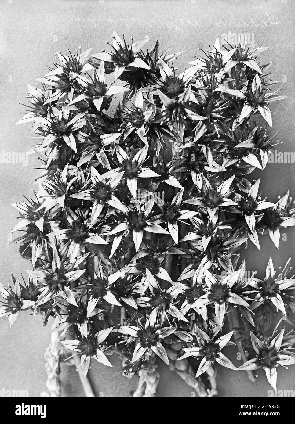 Plant Study of Cover Fat Hen (Sedum Aizoon) Stock Photo