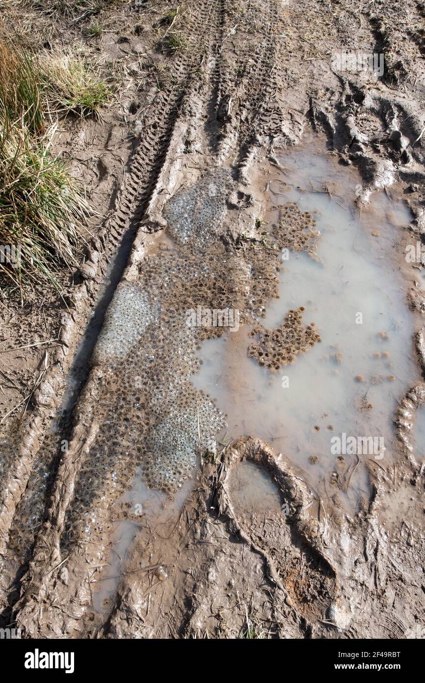 Frogspawn in puddle that is drying out on footpath farm track with bike tracks and footprints - Campsie Fells, Scotland, UK Stock Photo