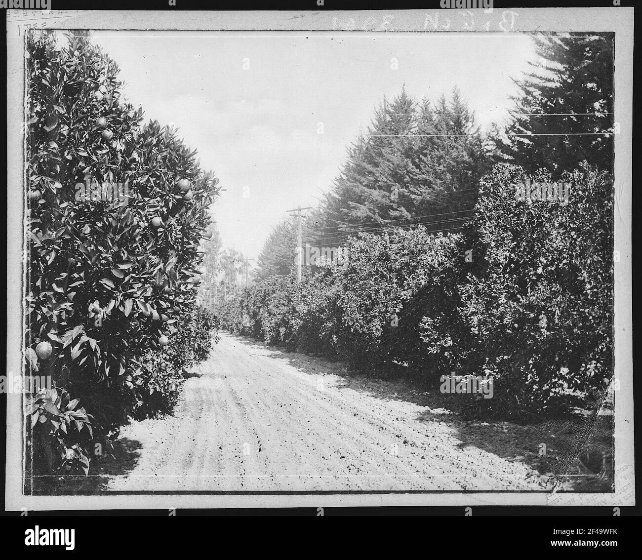 California Orange Grove Stock Photo Alamy