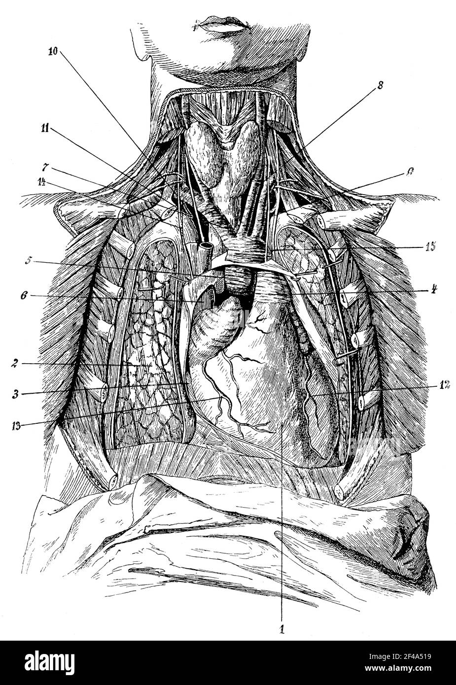 The insides of the chest cavity. Illustration of the 19th century. Germany. White background. Stock Photo