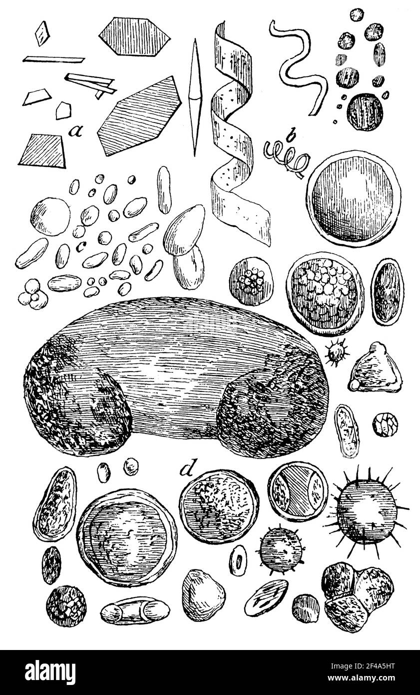 Atmospheric dust seen under the microscope (magnified 500 times). Illustration of the 19th century. Germany. White background. Stock Photo