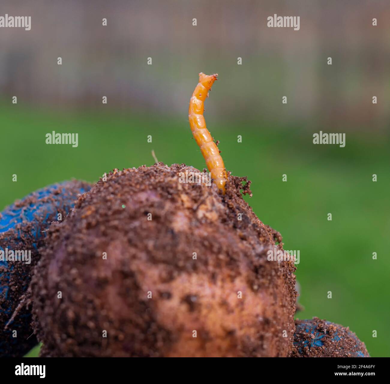 Insect pest wireworm. Parasitic worms, beetle larvae. They feed on