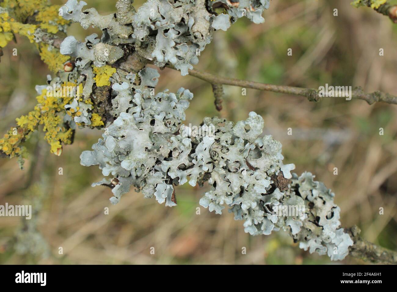 Foliose lichen. Symbiotic relationship between fungi and a photosynthetic partner concept Stock Photo