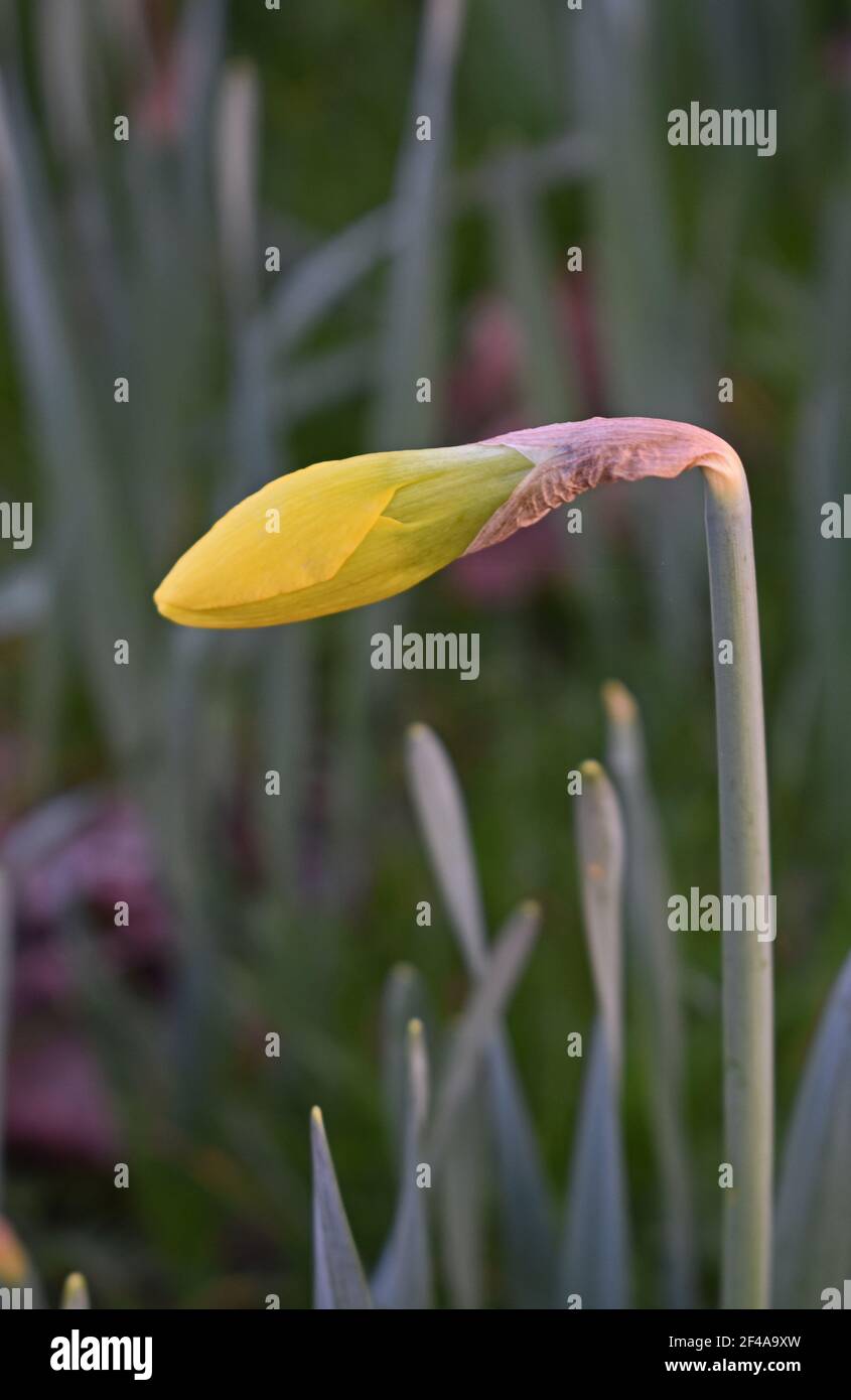 Daffodil bud Stock Photo Alamy