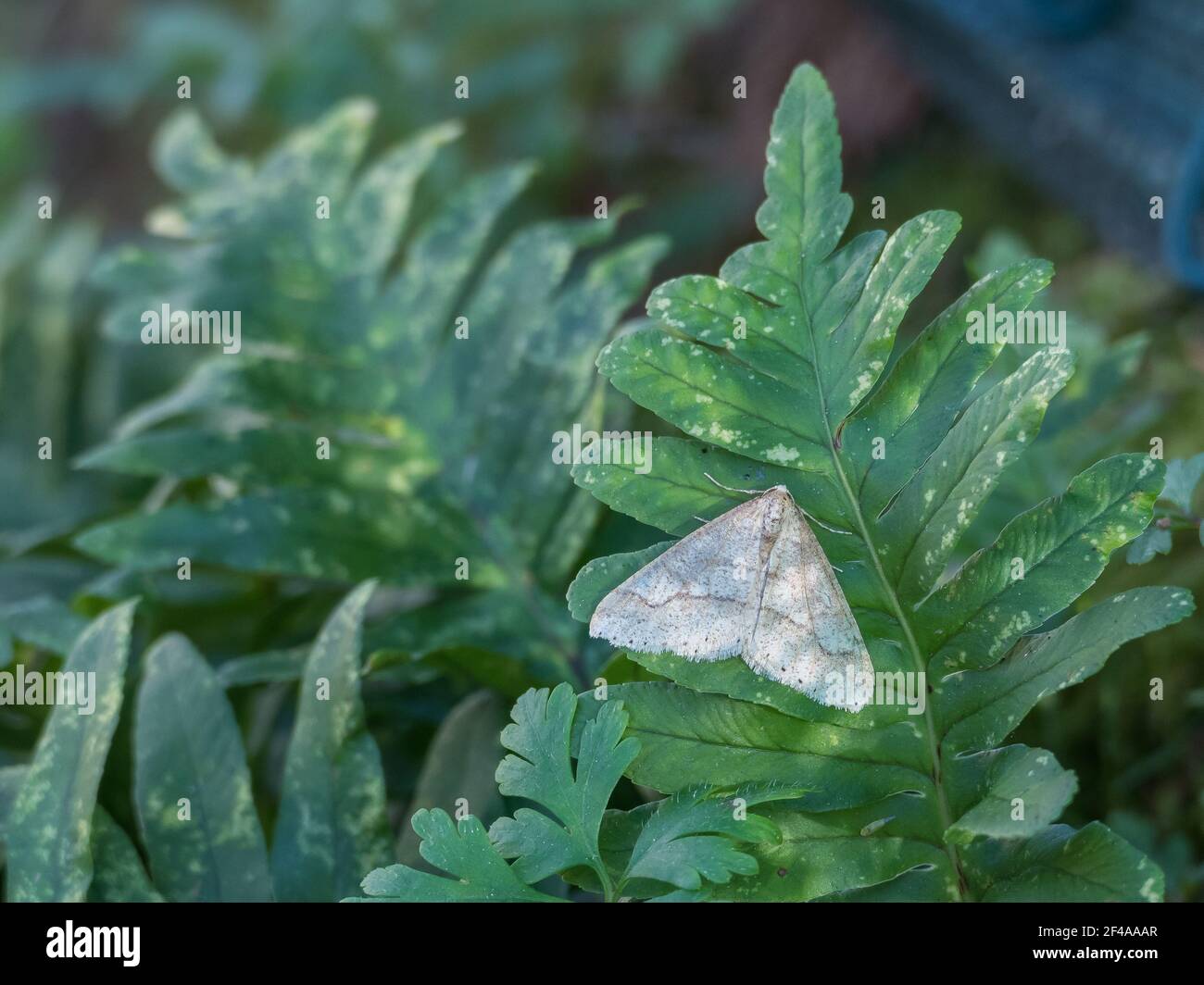 Cabera pusaria or common white wave on a fern leaf on day Stock Photo