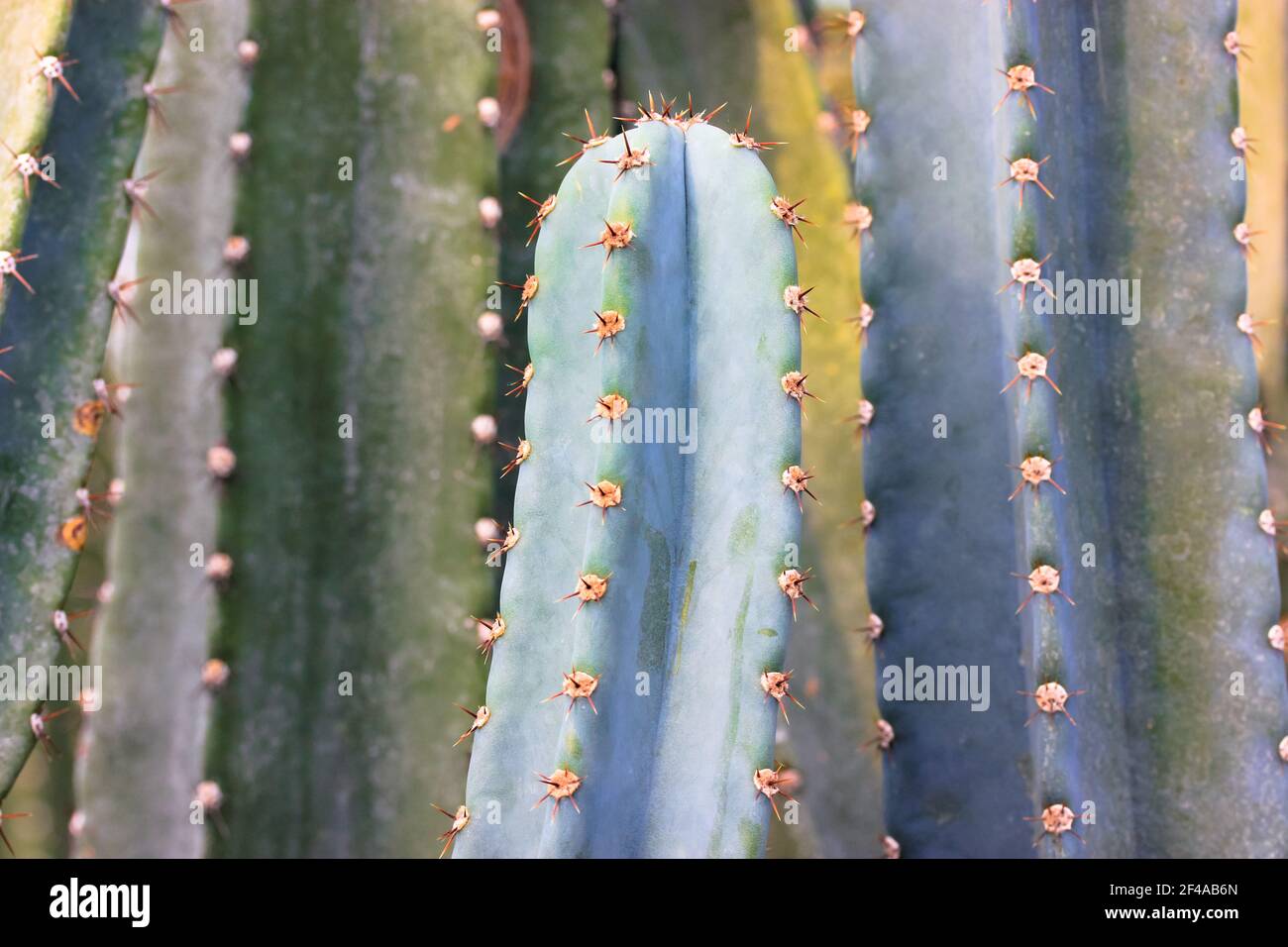 Beautiful green San Pedro Cactus with thorns close-up. Echinopsis ...