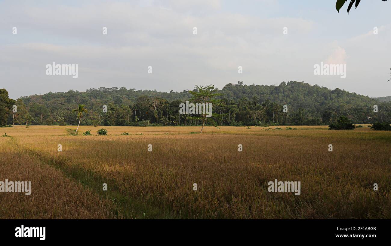 Beautiful landscape view from sri lankan paddy field with the mountain Stock Photo