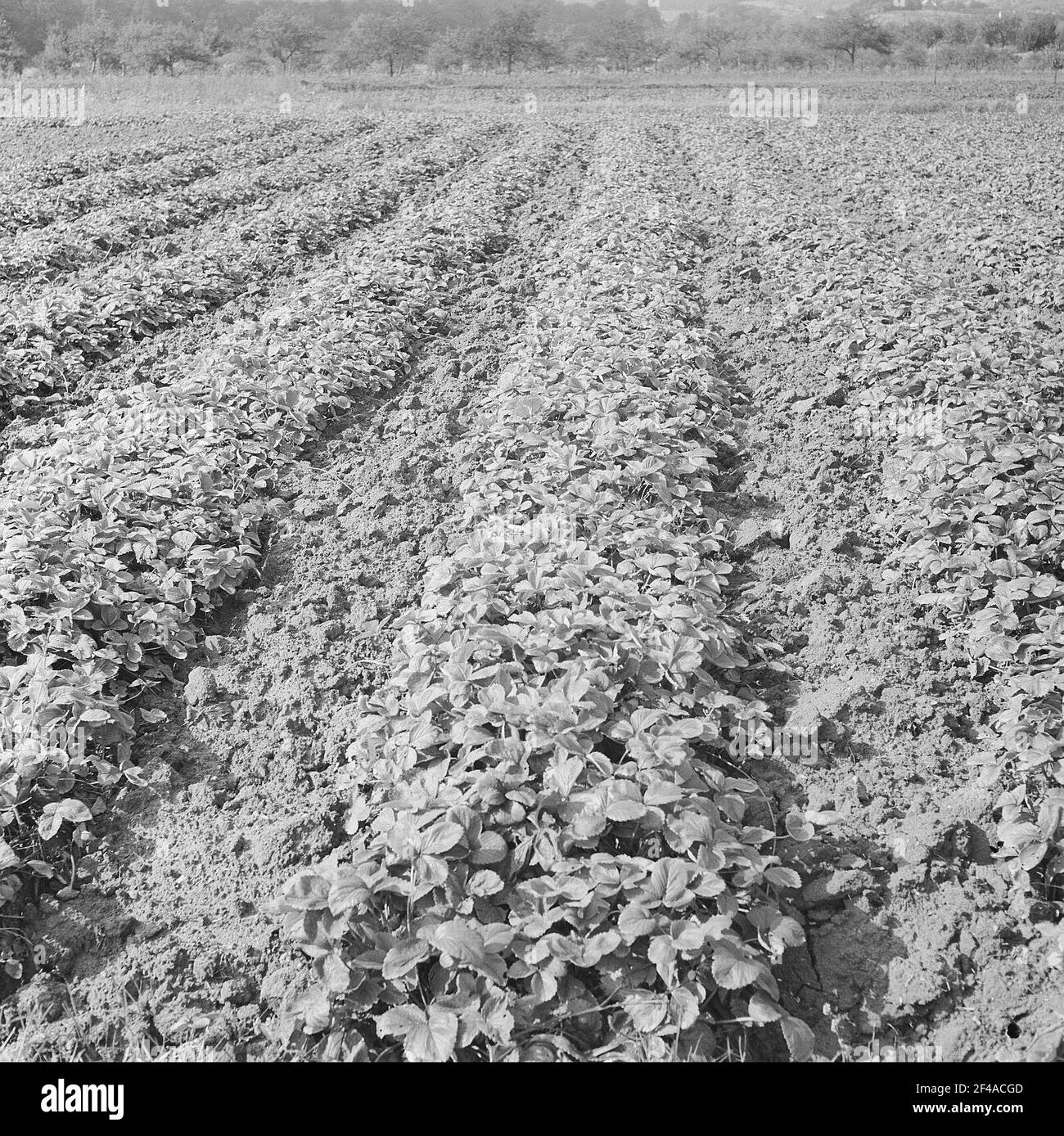 Strawberry field Black and White Stock Photos & Images Alamy