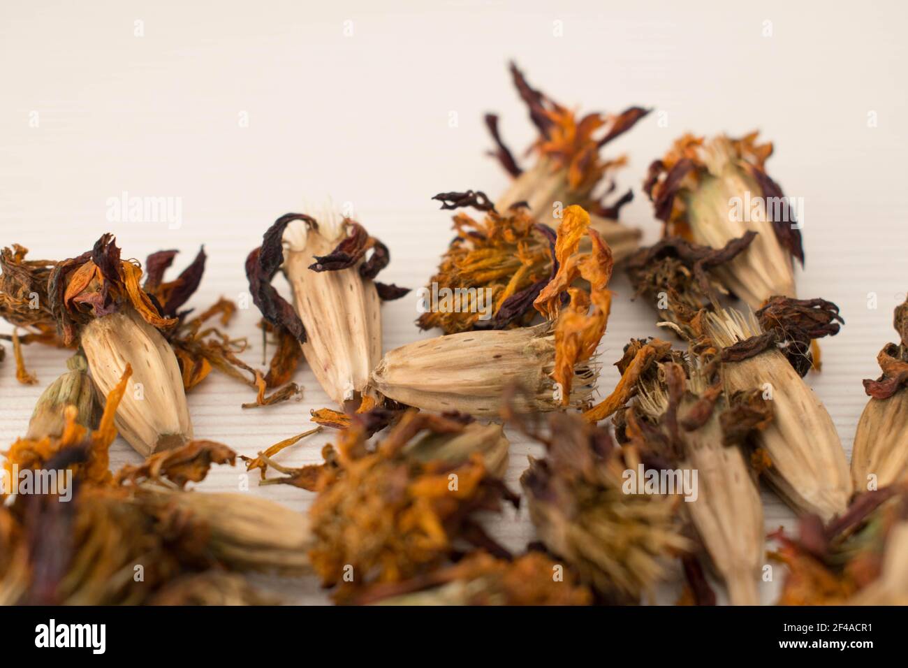 Marigold Seeds High Resolution Stock Photography And Images Alamy