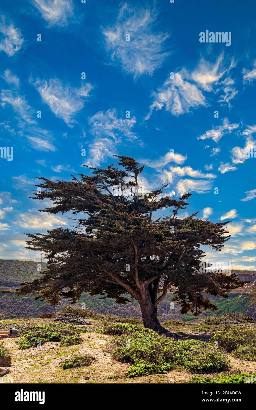 Single Monterey cypress tree in park under bright blue skies with white fluffy clouds. Stock Photo