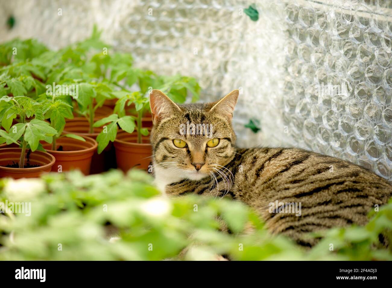 Tabby cat relaxing amongst a small pots of tomato plants in the greenhouse. Stock Photo