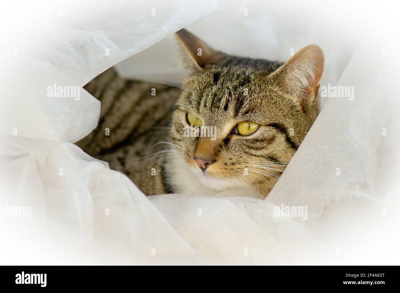Close-up of female tabby cat lying snuggled up in white fleece looking away from camera content. Stock Photo