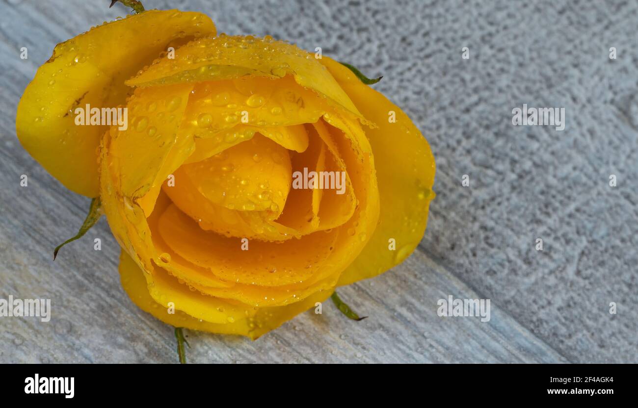 isolated yellow rose on wooden background, textured Stock Photo