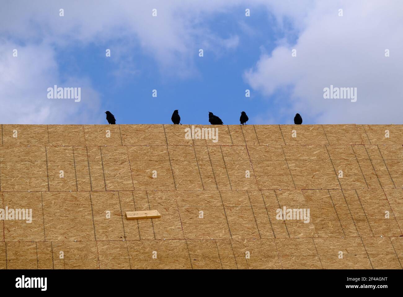 Crows on New Roof Construction Stock Photo