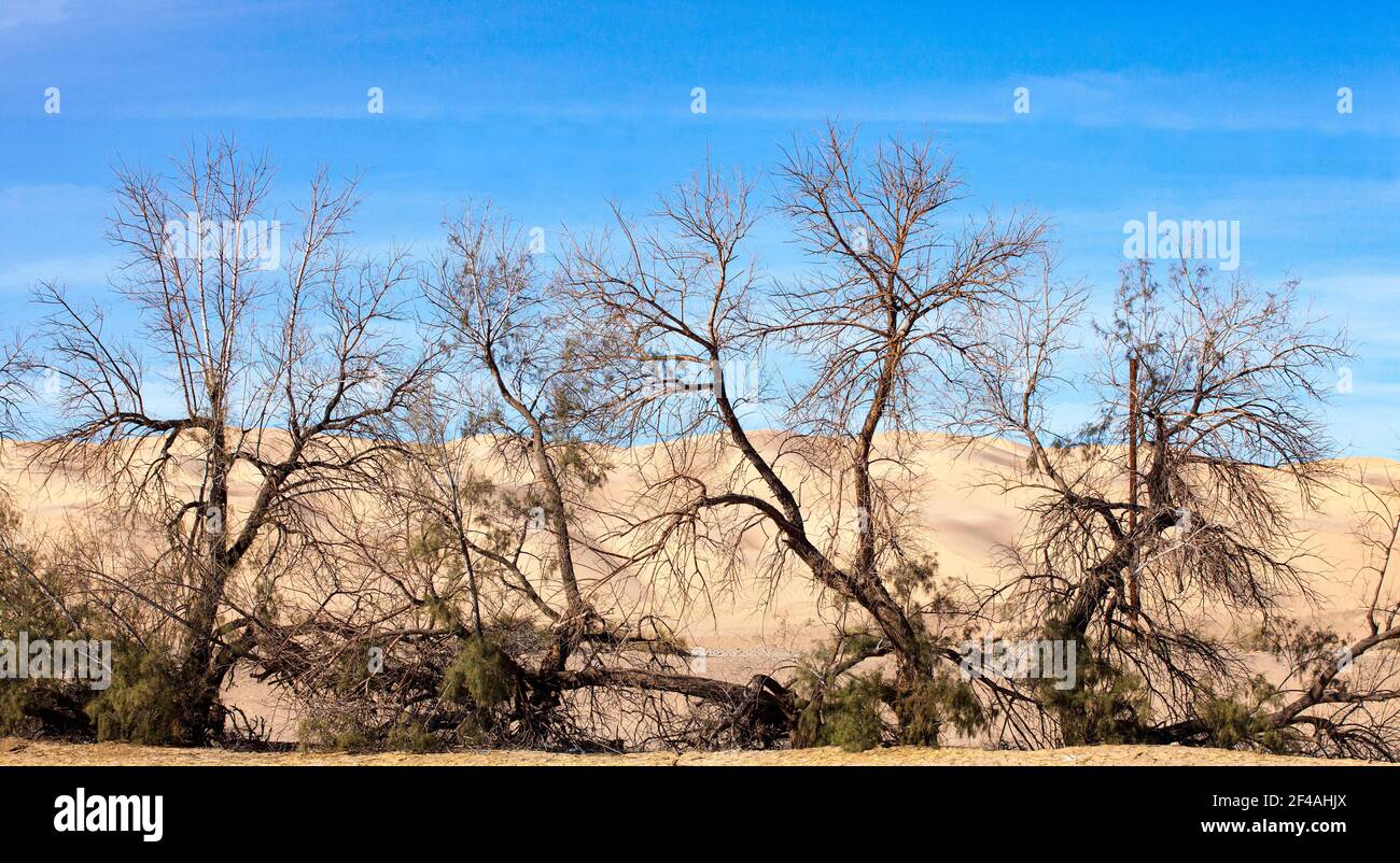 Barren Trees on Kumeyaay Highway in Winterhaven California Stock Photo