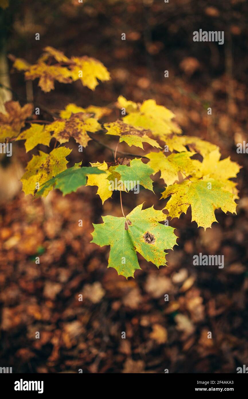 A vertical selective focus closeup of the discolored maple leaf during the autumn season Stock Photo