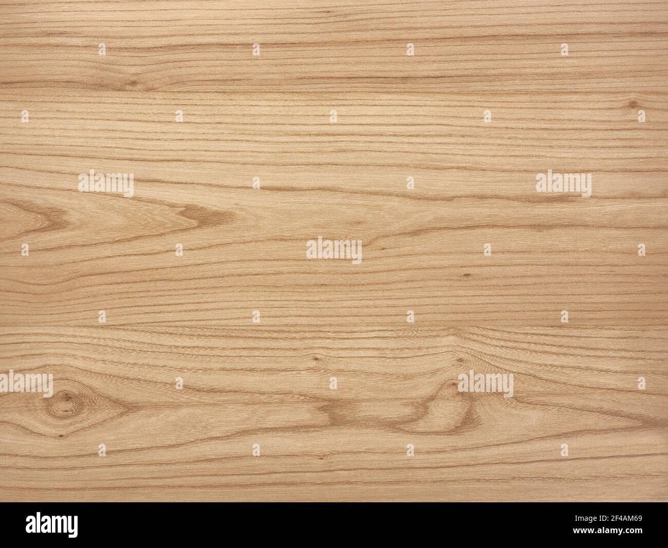White elm wood texture background. elm Wood background Stock Photo