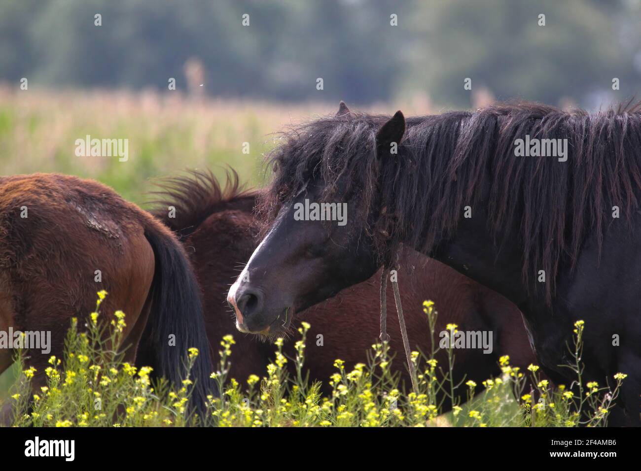 EQUUS FERUS CABALLUS HORSE visual data 3