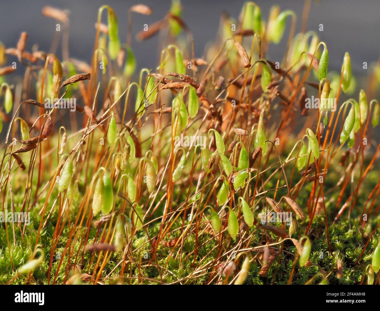 Macro Shot of Moss Spores Stock Photo