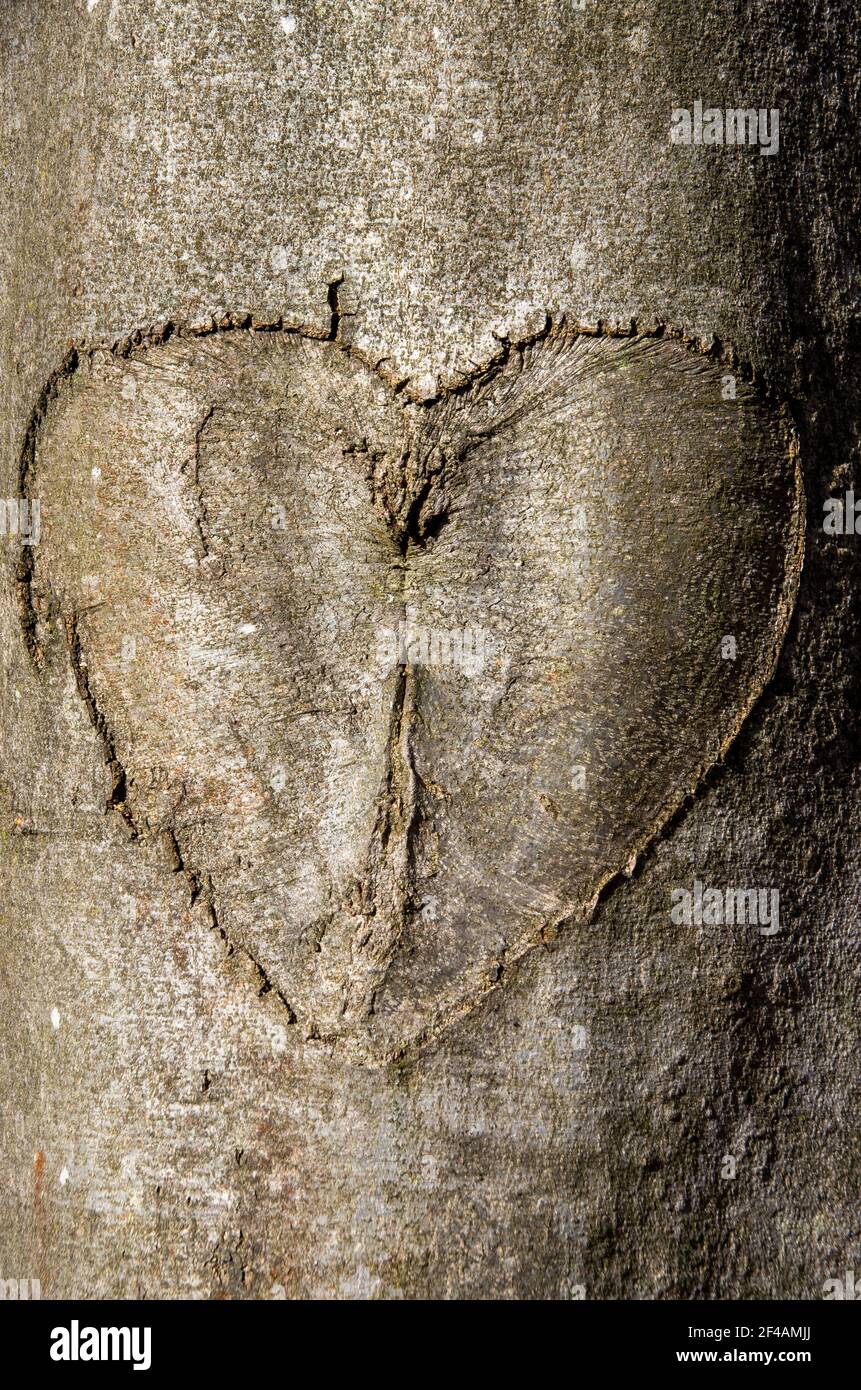 A heart carved into tree bark Stock Photo