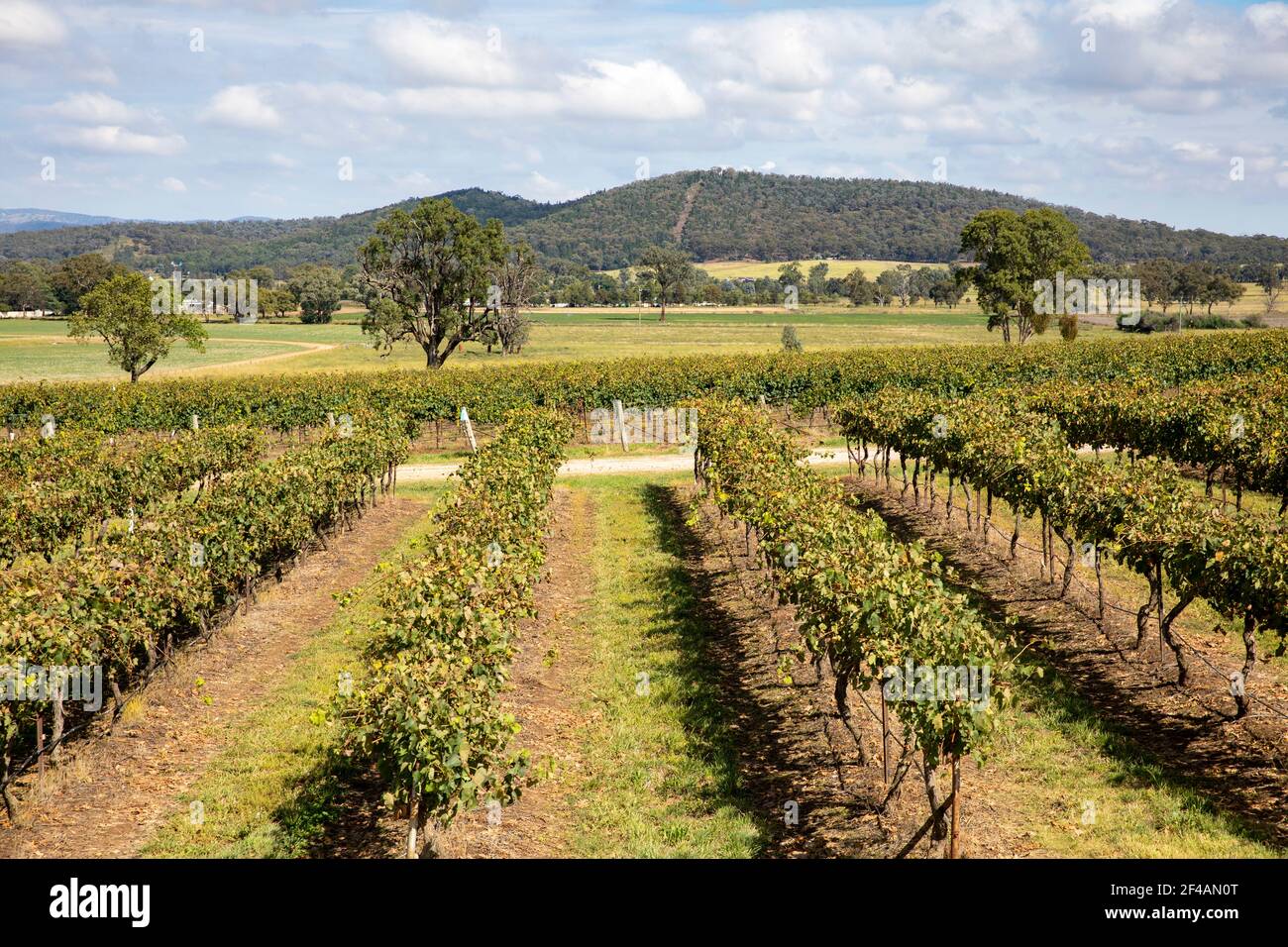 Robert stein winery hires stock photography