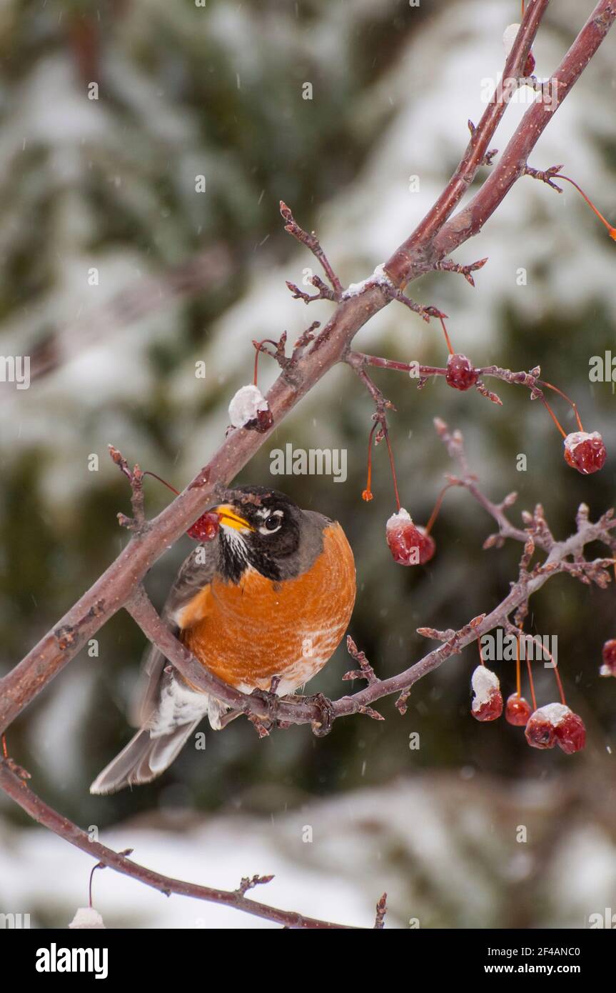 Vadnais Heights, Minnesota. American Robin, Turdus migratorius eating berries from a crabapple tree during a spring snowfall. Stock Photo
