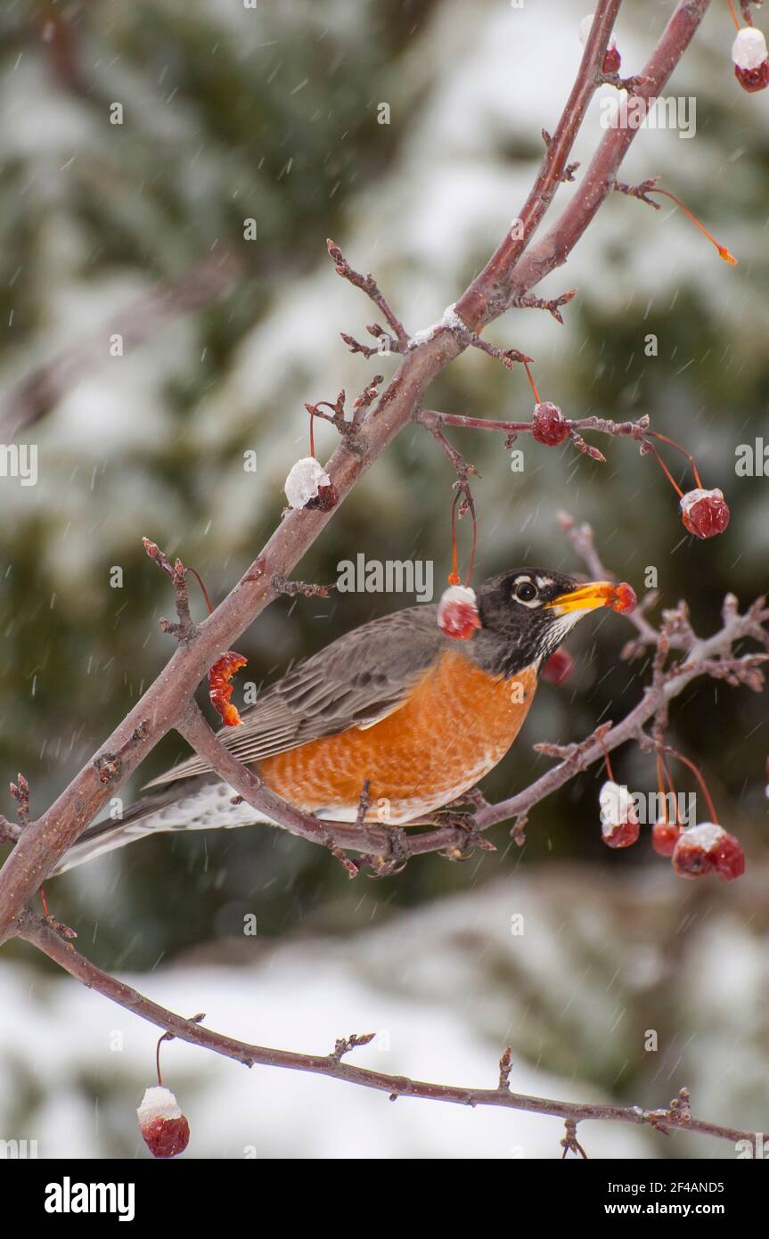 Vadnais Heights, Minnesota. American Robin, Turdus migratorius eating berries from a crabapple tree during a spring snowfall. Stock Photo