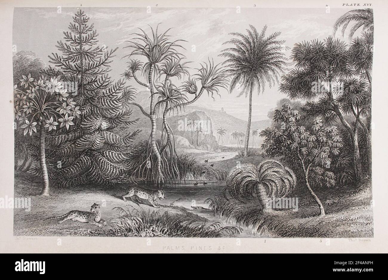 Plate titled 'Palms, Pines etc.', from William Rhind's 'The Vegetable Kingdom', 1860 Stock Photo