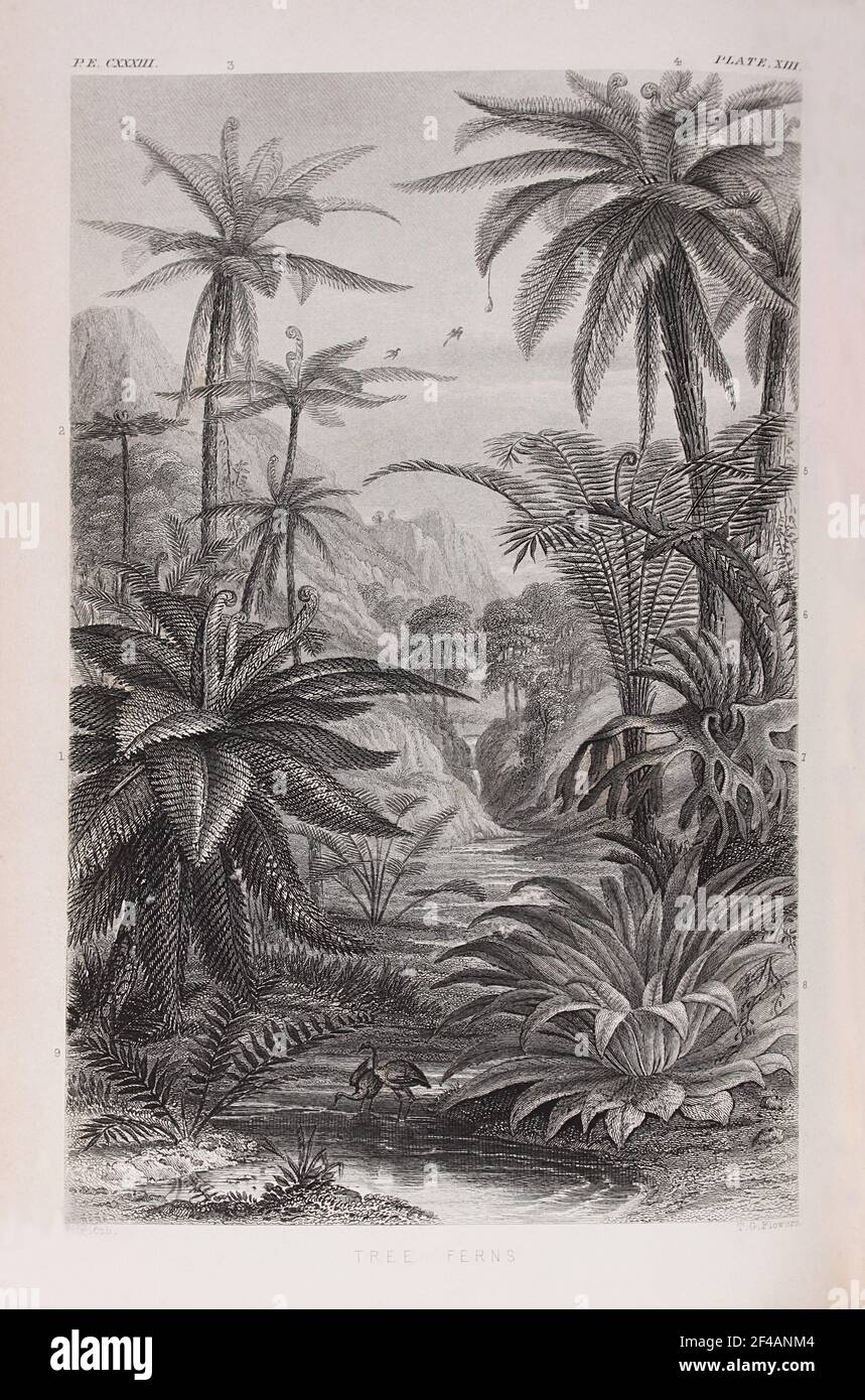 Plate titled 'Tree Ferns', from William Rhind's 'The Vegetable Kingdom', 1860 Stock Photo