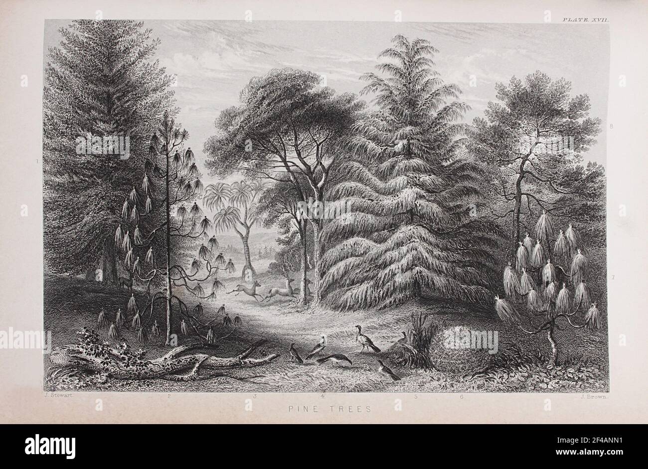 Plate titled 'Pine Trees', from William Rhind's 'The Vegetable Kingdom', 1860 Stock Photo