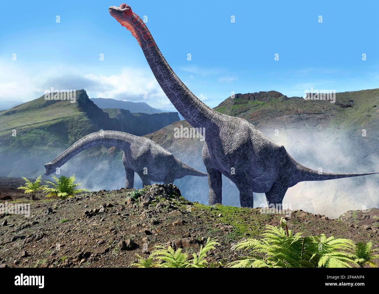 Artwork of a pair of brachiosaurus Stock Photo