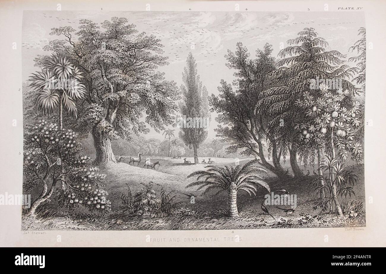 Plate titled 'Fruit and Ornamental Trees', from William Rhind's 'The Vegetable Kingdom', 1860 Stock Photo