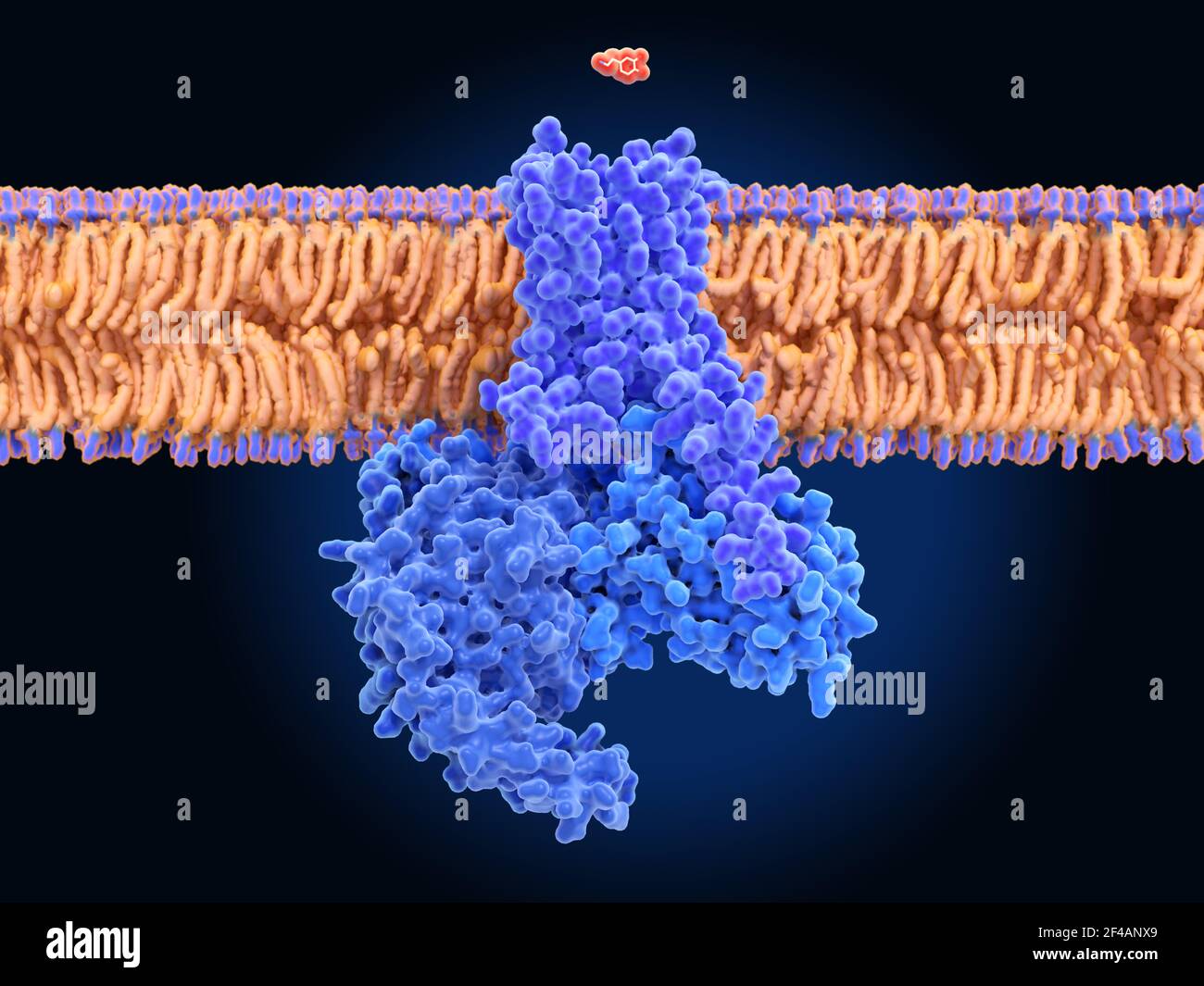 Dopamine and dopamine receptor, molecular model Stock Photo - Alamy