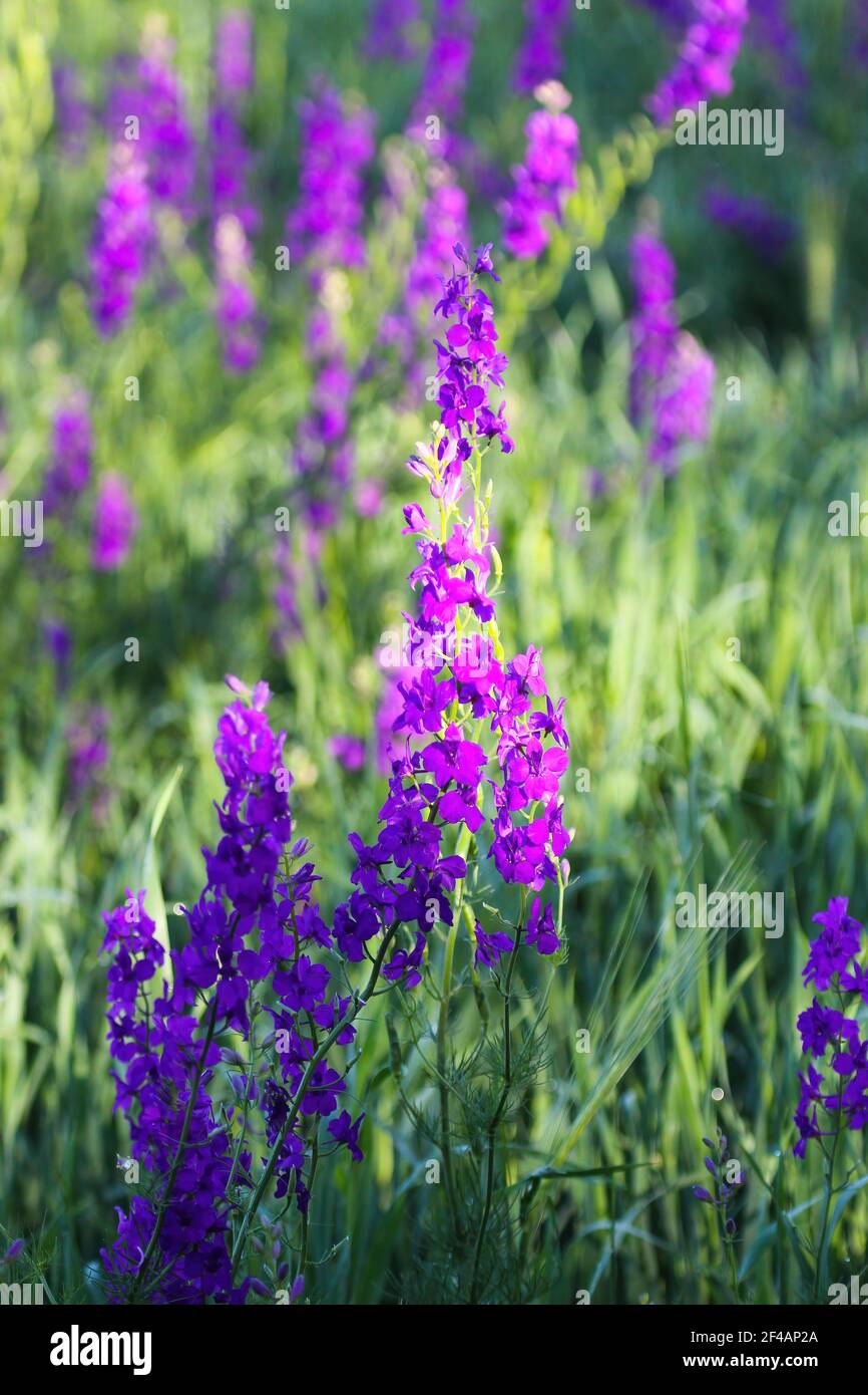 Forking larkspur hi-res stock photography and images - Alamy