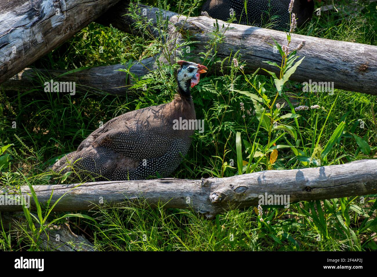 Apple Valley, Minnesota.  A Helmeted Guineafowl, Numida meleagris walking in the grass. Stock Photo