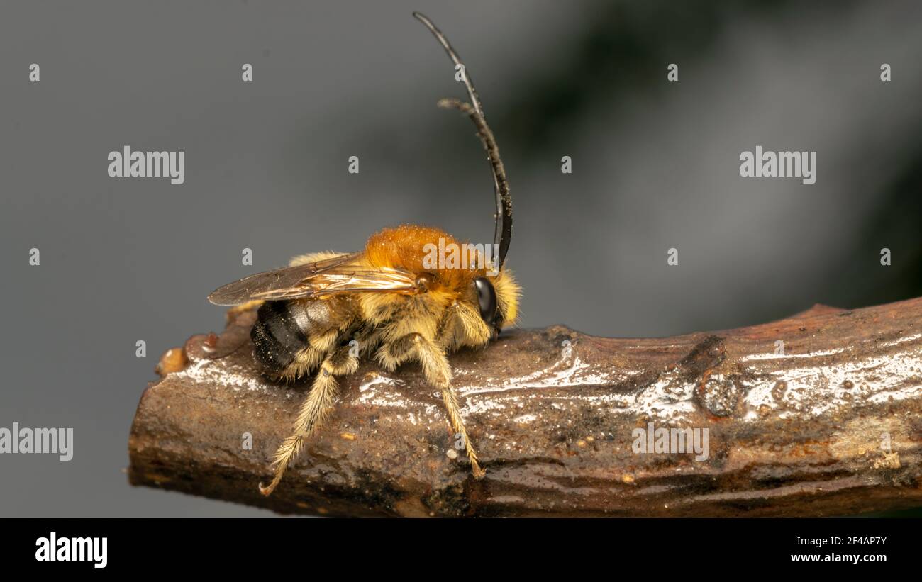 long-horned bee (lat. Eucera longicornis) is a species of bee in the family Apidae, subfamily Apinae, and tribe Eucerini Stock Photo