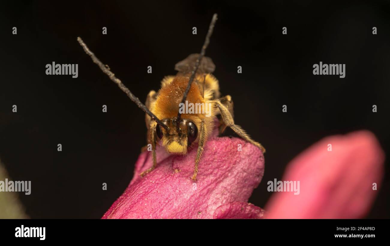 long-horned bee (lat. Eucera longicornis) is a species of bee in the family Apidae, subfamily Apinae, and tribe Eucerini Stock Photo