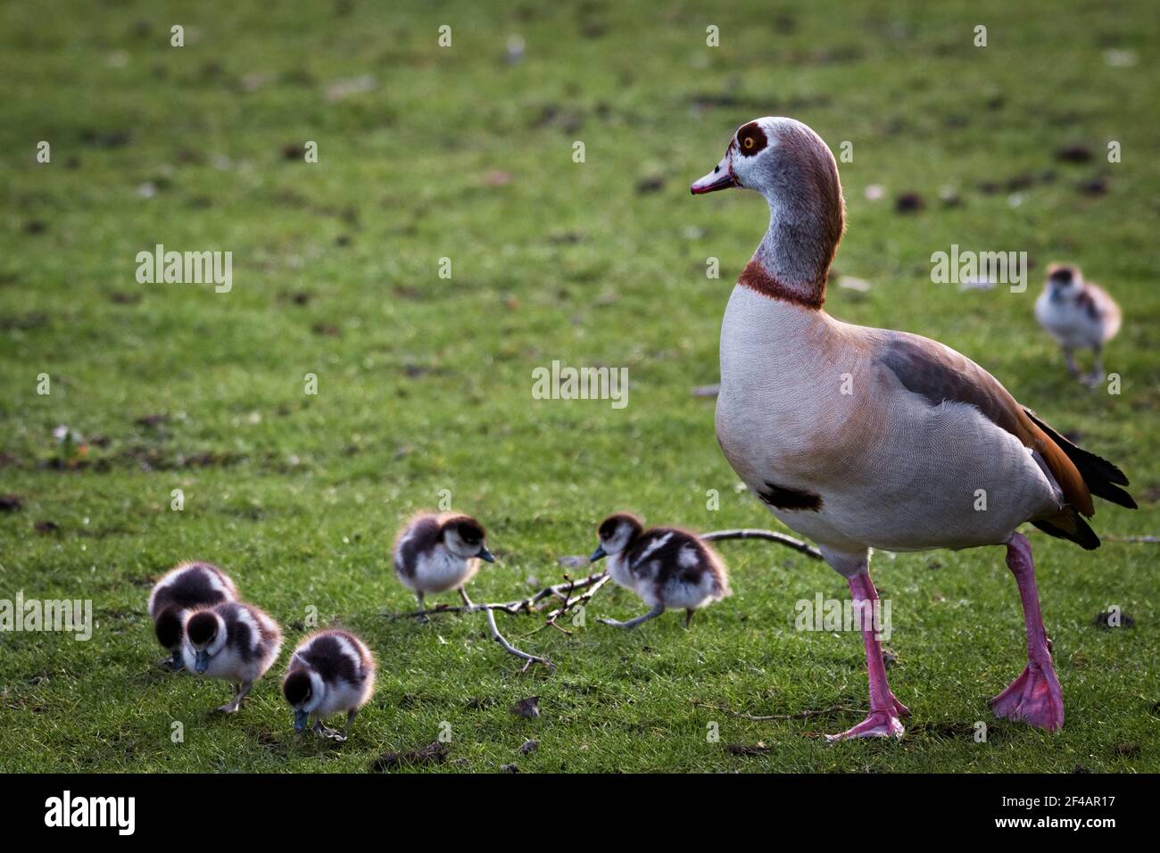 Fluffy baby geese hires stock photography and images Alamy
