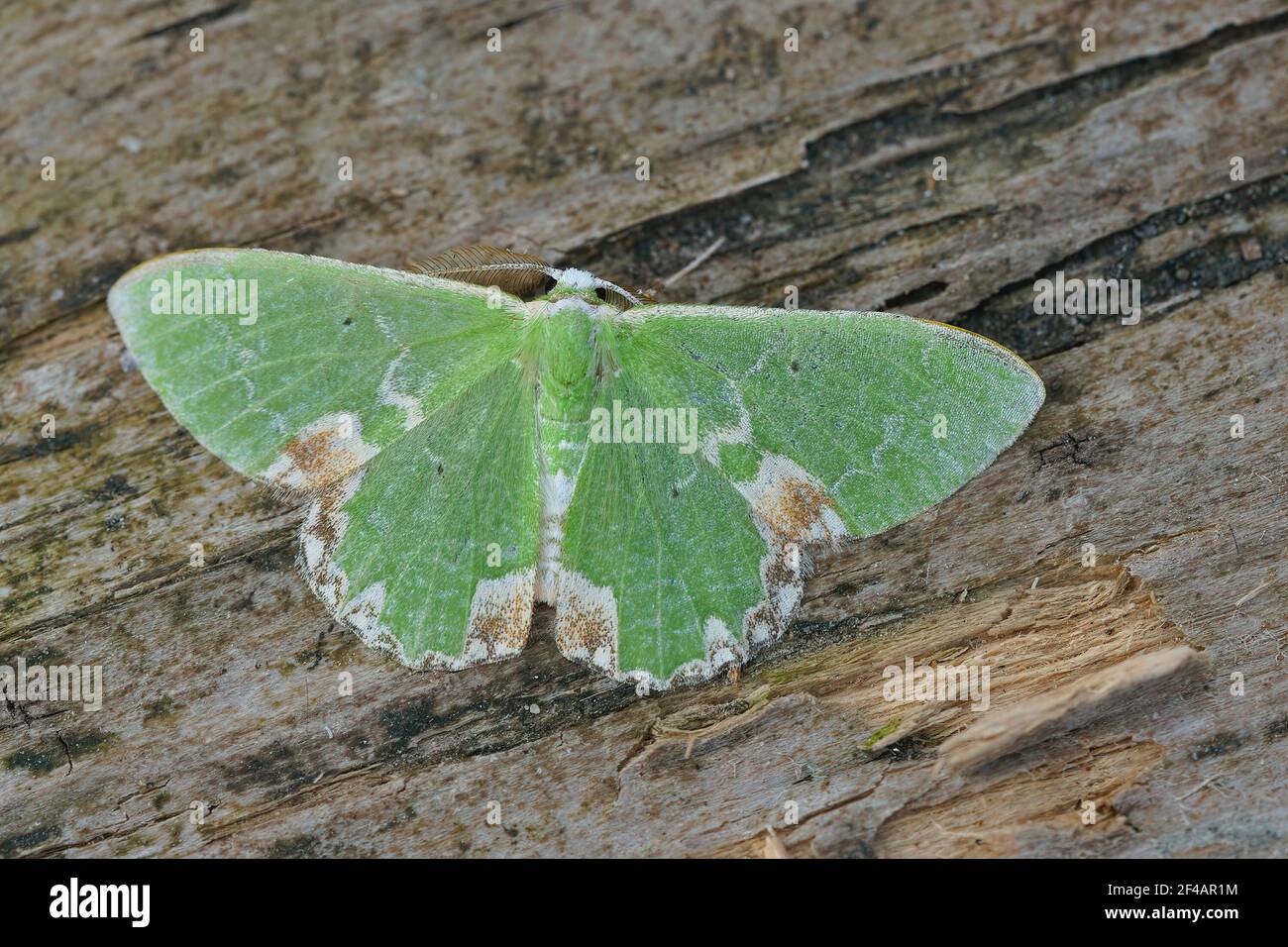 Closeup of the nice green colored blotched emerald ,  Comibaena bajularia moth Stock Photo
