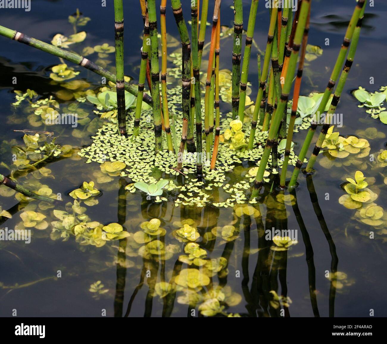 Aquatic vegetation in a pond. Stock Photo