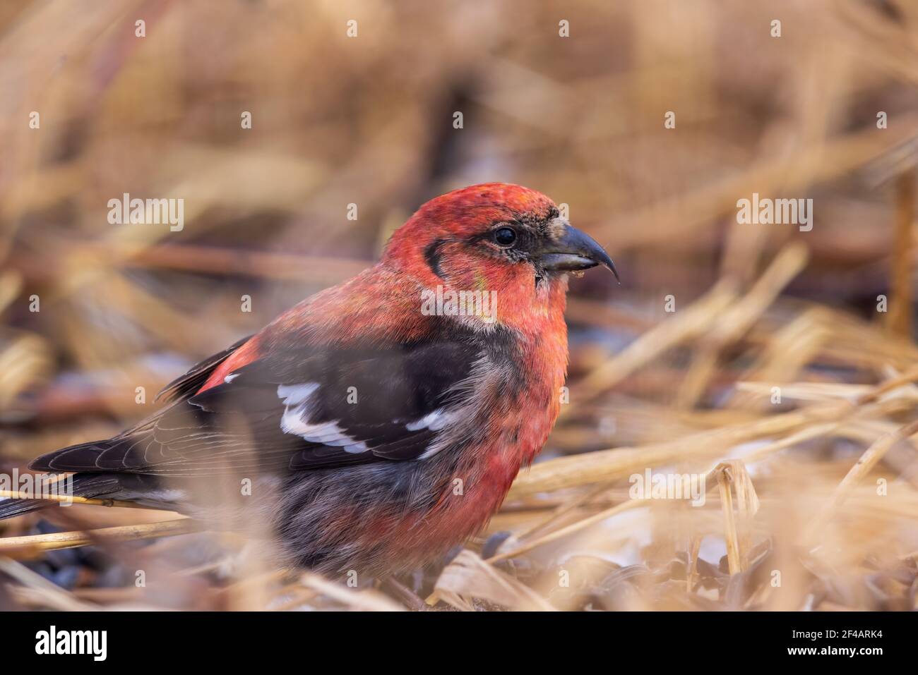 White-winged crossbill in northern Wisconsin. Stock Photo
