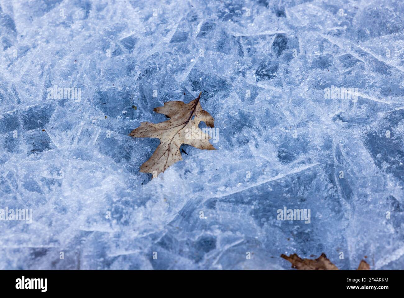 Oak leaf frozen in the ice. Stock Photo