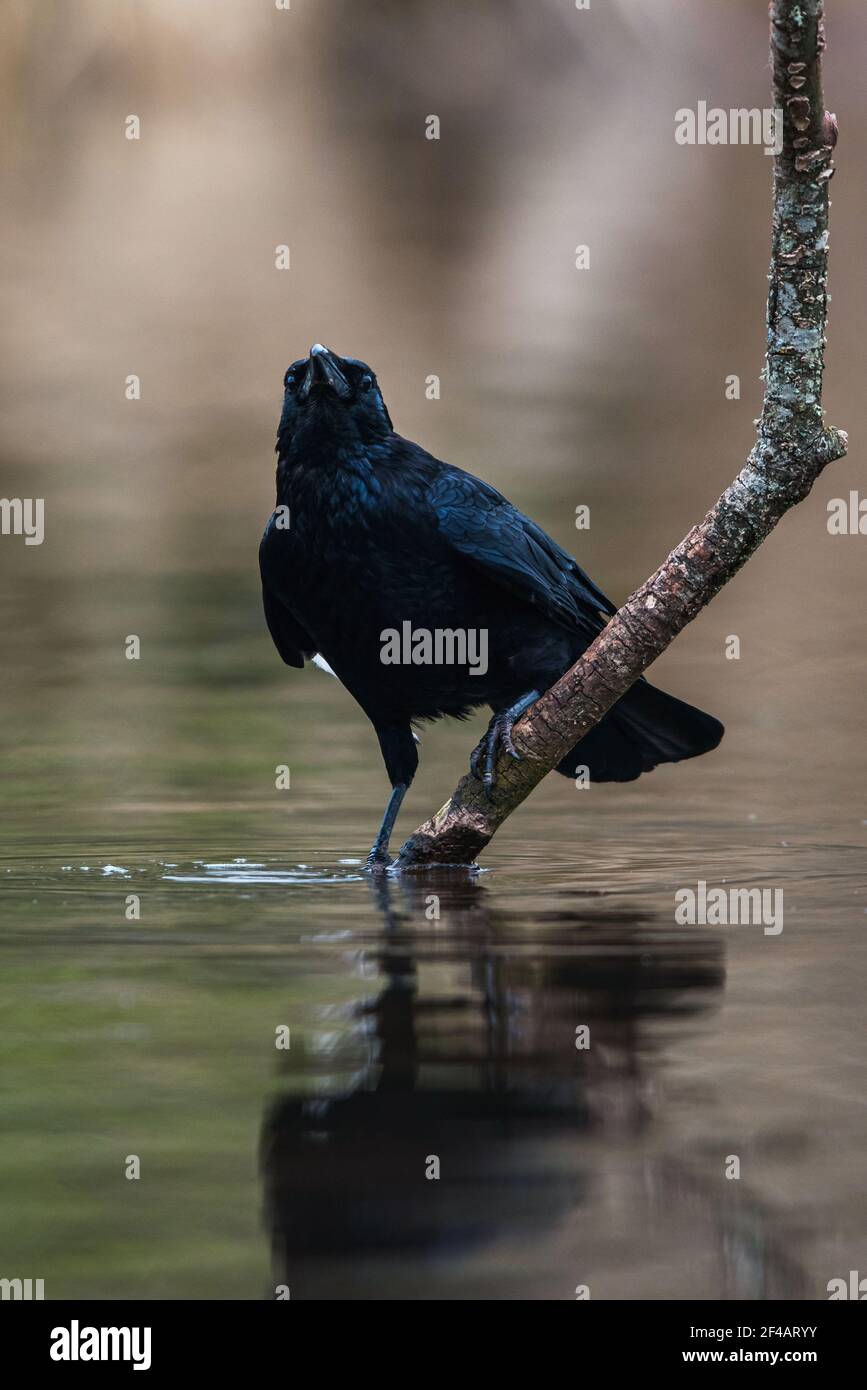 Flying shuttlecock hires stock photography and images Alamy