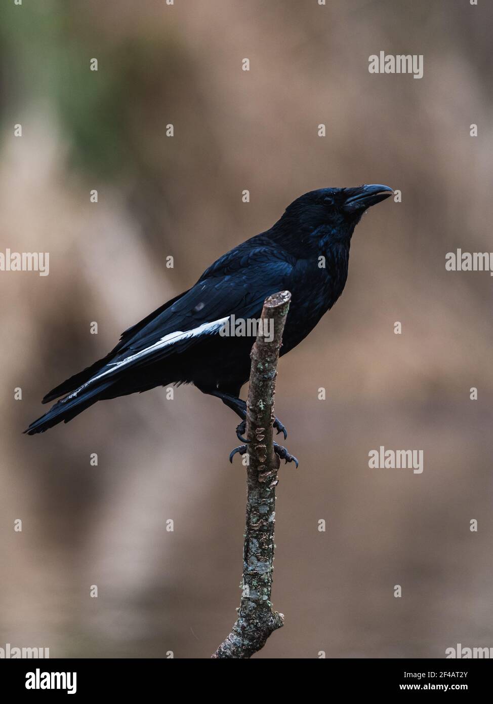 Flying shuttlecock hires stock photography and images Alamy